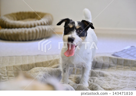 My Jack Russell Terrier is causing mischief on the living room carpet. My Jack Russell Terrier is causing mischief on the living room carpet. 143471810
