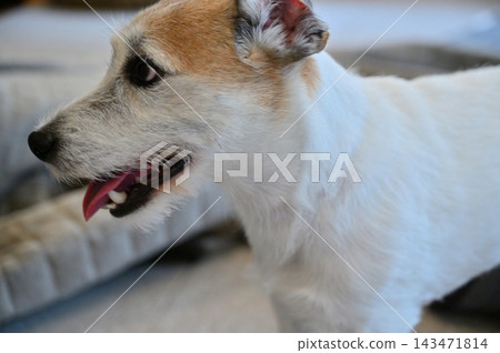 My Jack Russell Terrier is causing mischief on the living room carpet. My Jack Russell Terrier is causing mischief on the living room carpet. 143471814
