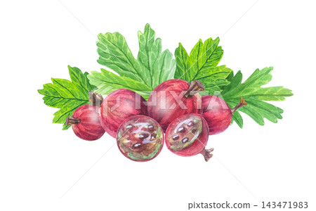 Fresh red gooseberry composition with whole berries, half slices and green leaves. Isolated hand drawn watercolor illustration element for organic fruit food packaging art Fresh red gooseberry composition with whole berries, half slices and green leaves. Isolated hand drawn watercolor illustration element for organic fruit food packaging art 143471983