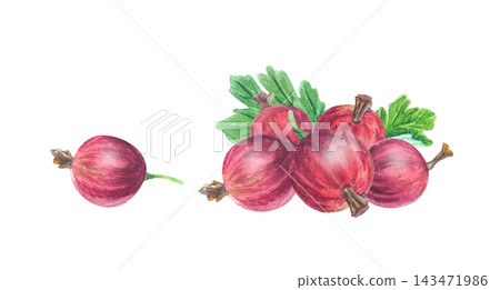 Fresh red gooseberries composition with small group and single berry. Hand drawn watercolor botanical illustration isolated for sweet food jam packaging Fresh red gooseberries composition with small group and single berry. Hand drawn watercolor botanical illustration isolated for sweet food jam packaging 143471986