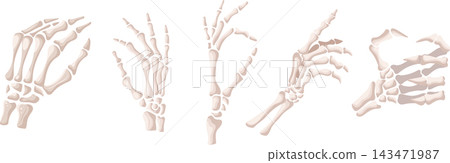skeleton, bone, thumbs up 143471987