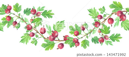 Seamless watercolor border of red gooseberry branches with green leaves and berries. Isolated horizontal botanical pattern element for jam packaging art Seamless watercolor border of red gooseberry branches with green leaves and berries. Isolated horizontal botanical pattern element for jam packaging art 143471992