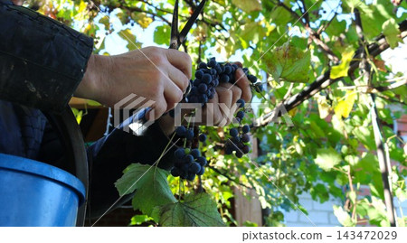 A man's hands use shears to carefully cut a cluster of ripe, dark grapes from the vine. The process of hand-harvesting grapes in the vineyard, set against a backdrop of green leaves. A man's hands use shears to carefully cut a cluster of ripe, dark grapes from the vine. The process of hand-harvesting grapes in the vineyard, set against a backdrop of green leaves. 143472029