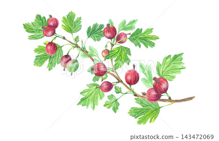 Watercolor gooseberry branch with ripe red berries and green leaves. Isolated hand drawn botanical illustration. Detailed realistic drawing Watercolor gooseberry branch with ripe red berries and green leaves. Isolated hand drawn botanical illustration. Detailed realistic drawing 143472069