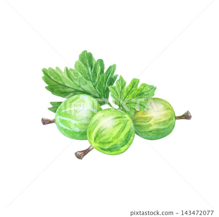Hand drawn watercolor fresh green gooseberries with leaves. Isolated botanical illustration element for organic food packaging art. Detailed realistic drawing Hand drawn watercolor fresh green gooseberries with leaves. Isolated botanical illustration element for organic food packaging art. Detailed realistic drawing 143472077