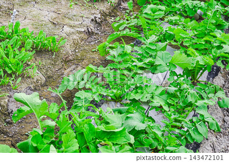 The radish leaves are growing well in the field. The radish leaves are growing well in the field. 143472101