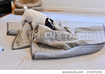 My Jack Russell Terrier is causing mischief on the living room carpet. My Jack Russell Terrier is causing mischief on the living room carpet. 143472261
