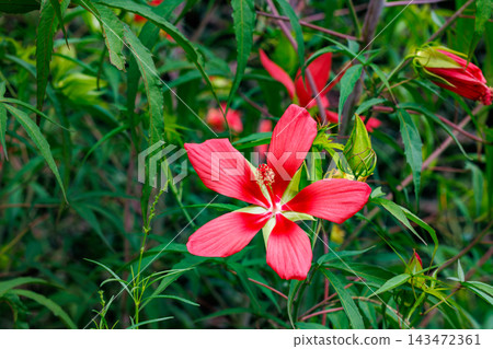 Beautiful crimson maple blossoms blooming in the garden Beautiful crimson maple blossoms blooming in the garden 143472361