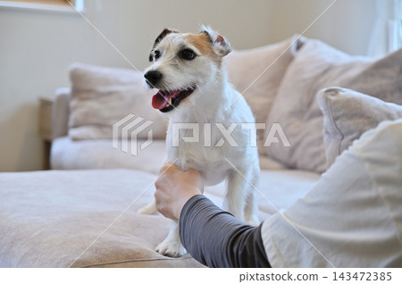 一位女士和她心愛的傑克羅素梗犬在客廳共度時光。 一位女士和她心愛的傑克羅素梗犬在客廳共度時光。 143472385
