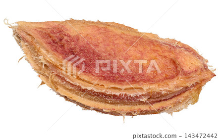 Close-up of a ripe plum pit showing detailed texture and fibers against an isolated background. Close-up of a ripe plum pit showing detailed texture and fibers against an isolated background. 143472442