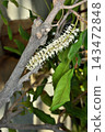Macadamia flowers at Sakuya Konohana Kan 143472848