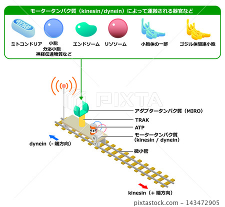 圖示細胞內物質運輸,例如粒線體和內體。 圖示細胞內物質運輸,例如粒線體和內體。 143472905
