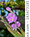 Miltoniopsis at Sakuya Konohana Kan 143473185