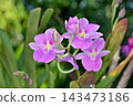 Miltoniopsis at Sakuya Konohana Kan 143473186