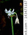 Amazon lilies at Sakuya Konohana Kan 143473187