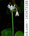 Amazon lilies at Sakuya Konohana Kan 143473188