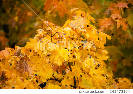Yellow maple leaves with black fungal spots and leaf disease Yellow maple leaves with black fungal spots and leaf disease 143473394