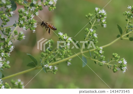 A bee sipping nectar from the small white oregano flowers blooming in the spring garden. A bee sipping nectar from the small white oregano flowers blooming in the spring garden. 143473545