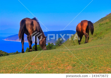 [Miyazaki Prefecture] Cape Toi in fine weather (Misaki horse pasture) 143473672