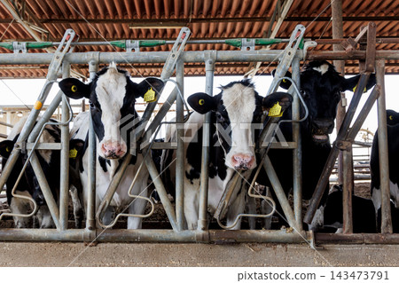 Dairy cows feeding inside a modern cattle farm Dairy cows feeding inside a modern cattle farm 143473791