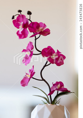 close up pink orchid flowers in white pot against a neutral wall background close up pink orchid flowers in white pot against a neutral wall background 143473816