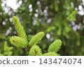 藥用植物指南 143474074