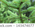 藥用植物指南 143474077