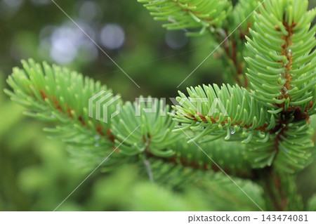 藥用植物指南 143474081