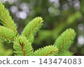 藥用植物指南 143474083