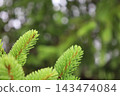藥用植物指南 143474084