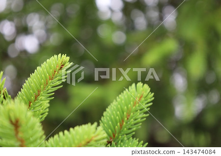 藥用植物指南 143474084