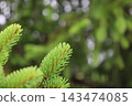 藥用植物指南 143474085