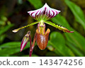 Paphiopedilum lauretheanum at Sakuya Konohana Kan 143474256