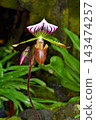 Paphiopedilum lauretheanum at Sakuya Konohana Kan 143474257