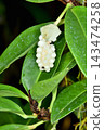 Anthurium scandens at Sakuya Konohana Kan 143474258