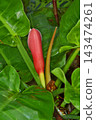 Philodendron mandalis at Sakuya Konohana Kan 143474261