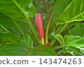 Philodendron mandalis at Sakuya Konohana Kan 143474263