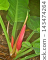 Philodendron mandalis at Sakuya Konohana Kan 143474264