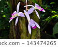 Laelia ankeps at Sakuya Konohana Kan 143474265