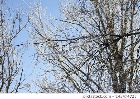 Delicate rime formation covers the branches and fine twigs of a deciduous tree. The bright winter sky creates a clean and refreshing seasonal composition. Delicate rime formation covers the branches and fine twigs of a deciduous tree. The bright winter sky creates a clean and refreshing seasonal composition. 143474725