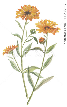 Two watercolor paintings of calendula flowers. Two watercolor paintings of calendula flowers. 143475117