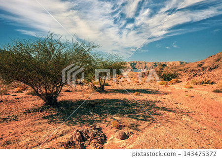 Dry river bed with trees. The road to the Red Canyon. Mountain landscape of the desert Dry river bed with trees. The road to the Red Canyon. Mountain landscape of the desert 143475372