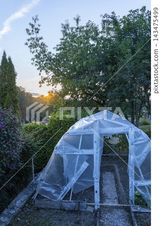 Garden greenhouse with sunset light in Czechia Garden greenhouse with sunset light in Czechia 143475499