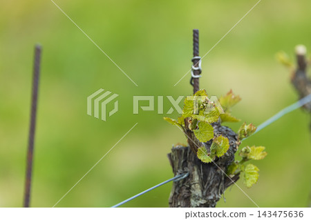 New grapevine shoots growing in vineyard in Dolni Kounice, Czechia New grapevine shoots growing in vineyard in Dolni Kounice, Czechia 143475636