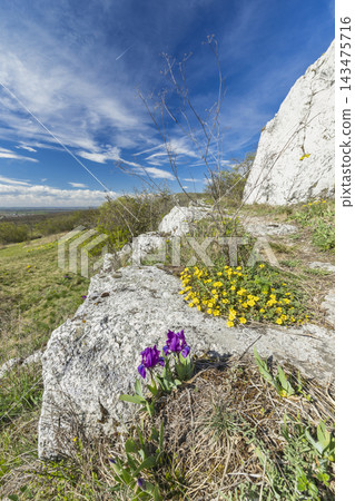 Wild dwarf irises blooming on limestone rocks, Mikulov Wild dwarf irises blooming on limestone rocks, Mikulov 143475716