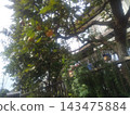 我家花園裡的柿子已經可以採摘了。 143475884