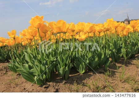春日藍天,金黃鬱金香盛開 ⚘⚘⚘⚘⚘ 春日藍天,金黃鬱金香盛開 ⚘⚘⚘⚘⚘ 143477616