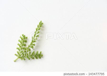 Perilla seeds (open on the right) Perilla seeds (open on the right) 143477795