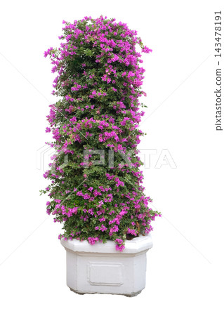 Beautiful purple bougainvillea flowers in a pot Beautiful purple bougainvillea flowers in a pot 143478191