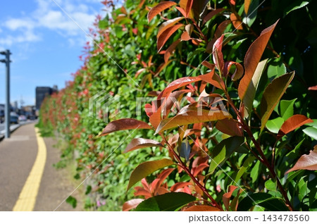 Red Baron (Rosaceae family) - Hedge of Photinia glabra Red Baron (Rosaceae family) - Hedge of Photinia glabra 143478560